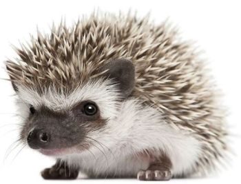 igel1